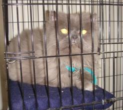 Cat Image