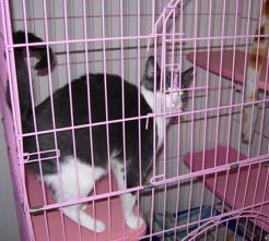 Cat Image