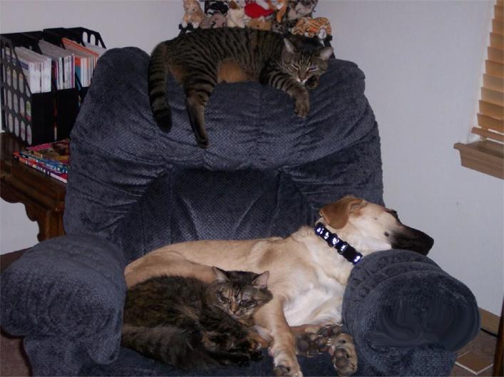 Multiple Pets